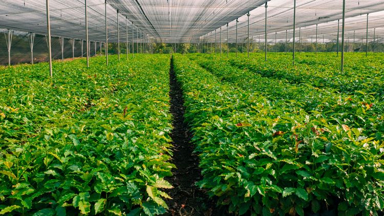 Kerchanshe Coffee Logo