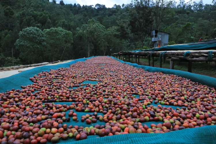 Kerchanshe Coffee Logo