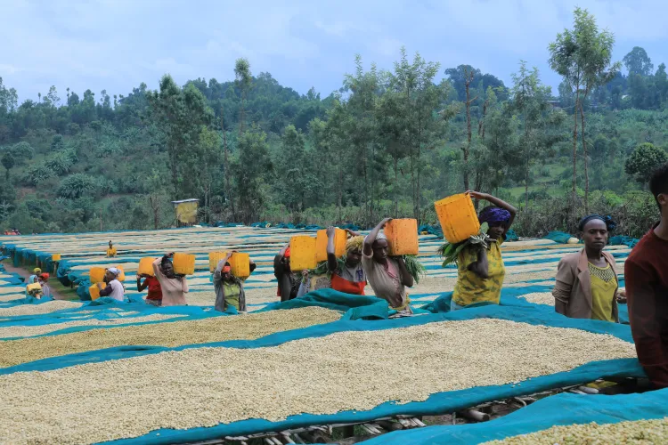 Kerchanshe Coffee Logo