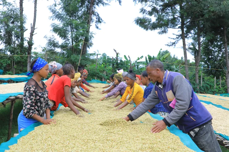 Kerchanshe Coffee Logo